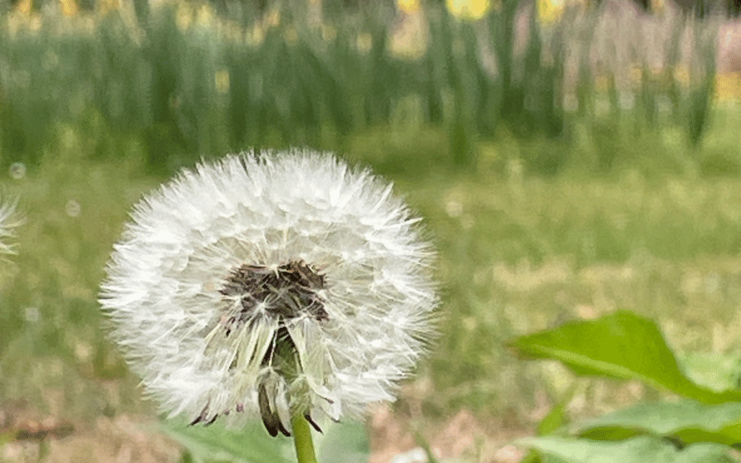 Fotoclub (in) Hof van Heden